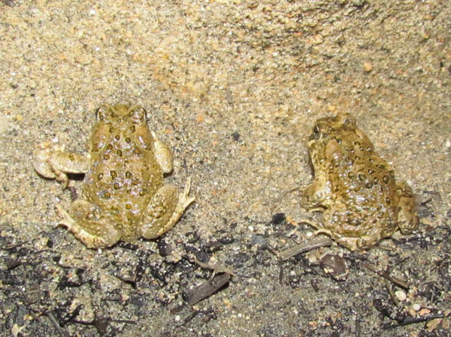 Arroyo Toads